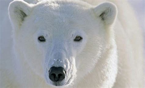 Pin By Lynn Cushwa On Lynn In 2020 Animals Polar Bear Pet Portraits