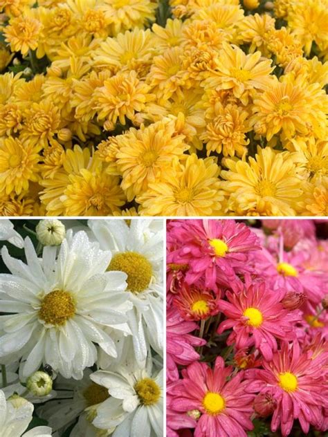 Chrysanthemum Daisy Collection Bluestone Perennials