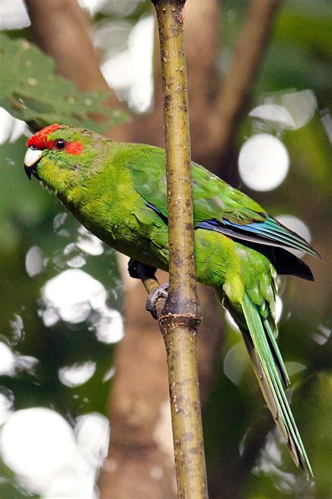 Red Crowned Parakeet Birding Nz