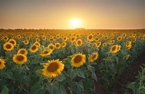 Meadow Of Sunflower At Sunset Stock Image Colourbox
