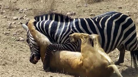 Amazing Lion Vs Zebra Lion Kills Zebra Almost Lion Hunting Zebra Zebra Escapes Lion Kill