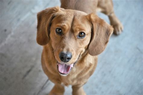 10 Señales De Que Tu Perro Está Realmente Feliz Con Mis Mascotas