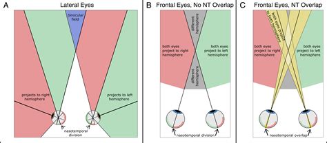 Crosseduncrossed Projections From Primate Retina Are Adapted To