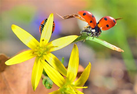 Ladybugs On Spring Flowers Stock Image Image Of Object 39247831