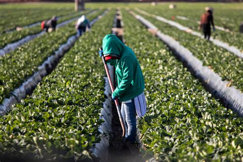 Farmworkers Have Been Left Behind By Fractured Labor And Disaster Aid