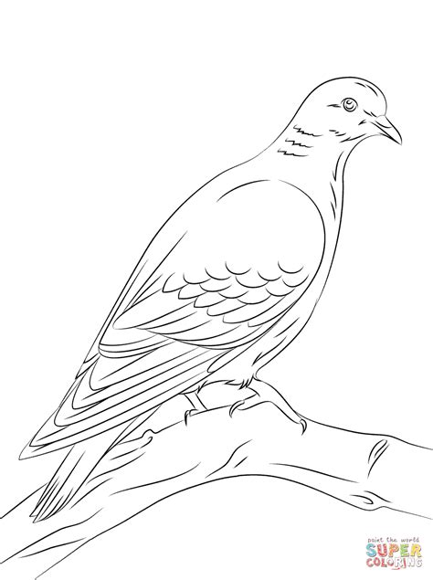 stock dove coloring page  printable coloring pages