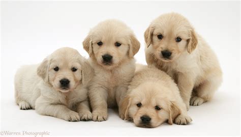 Golden Retriever Dogs Needing Homes