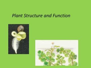 PPT Plant Structure And Function PowerPoint Presentation Free