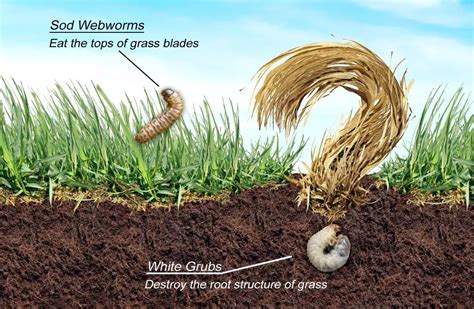 Sod Webworm Vs Grubs How These Lawn Pests Impact Homeowners