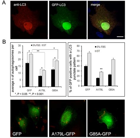 Overexpression Of A179l Impairs Autophagosome Formation A