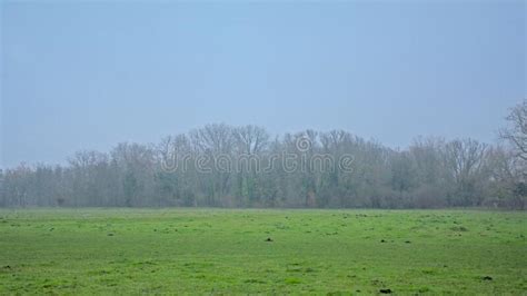 Misty Meadow And Forest In The Flemish Countryside Stock Photo Image