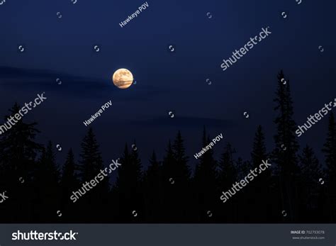 Full Moon Over Forest Stock Photo 702793078 Shutterstock