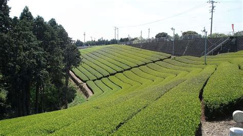 Tea Plantation Makinohara Plateau Shizuoka Japan Ratetea Images