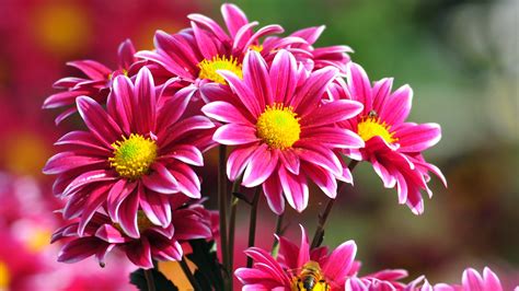 Beautiful Flowers Wallpapers Pictures Images