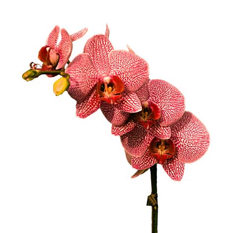 Orchid Png Image Purepng Free Transparent Cc0 Png Image Library