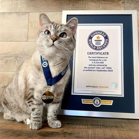 The Worlds Richest Cat Cat Daily News
