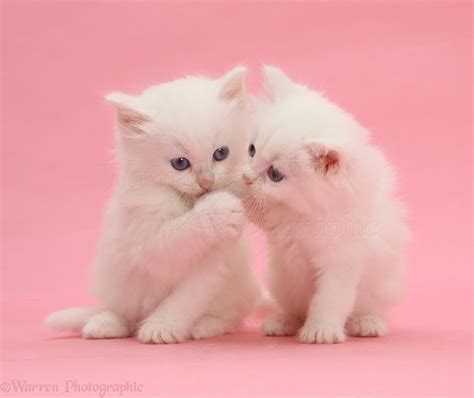 Two White Kittens On Pink Background Photo Wp42086