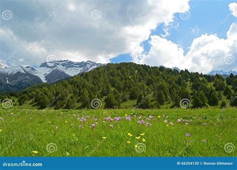Green Meadow With Snowy Mountains On Background Stock Photo Image Of