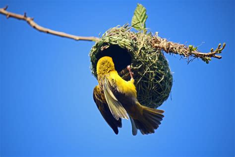 Male Southern Masked Weaver On Nest Free Stock Photo Public Domain