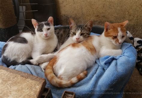 The king street center mentoring program seeks mentors ready & able to build a friendship, broaden horizons and show commitment to an. A Jerusalem SPCA Volunteer Talks About Street Cats ...