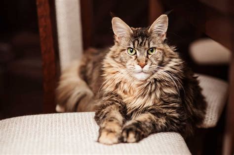 All About Maine Coon Cats