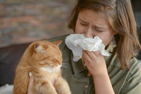 Hypoallergenic Cats 11 Best Cat Breeds For Allergy Sufferers Home