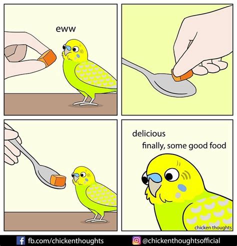 30 Funny Comics About Parrots Illustrated By A Bird Owner Funny
