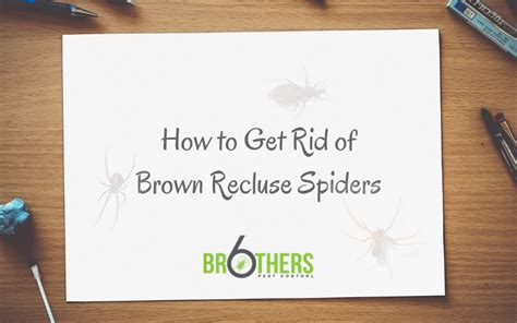 How To Get Rid Of Brown Recluse Spiders Six Brothers Pest Control