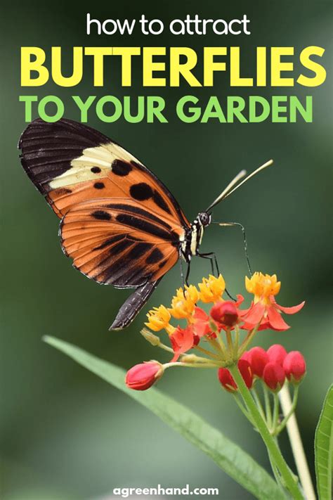 How To Attract Butterflies To Your Yard Or Garden