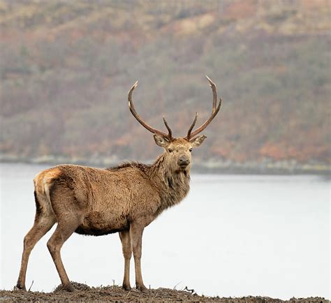 Wild Scottish Red Deer Stag Photograph By Georgeclerk Fine Art America