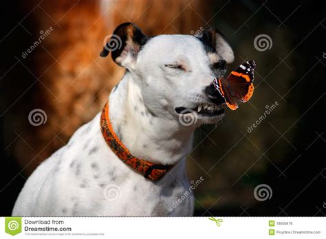 Royalty Free Stock Image Dog With Butterfly On His Nose