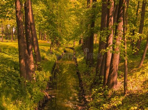 Forest River Stock Photo Image Of Scenery Trail Trees 247348052
