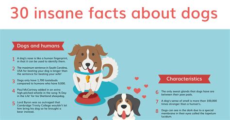 15 Surprising Facts About Dogs You Should Know Infographic Images And