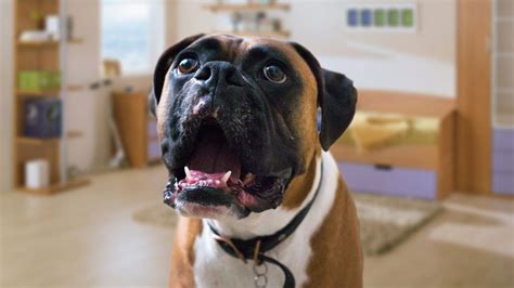 Are Boxers Vocal Dogs