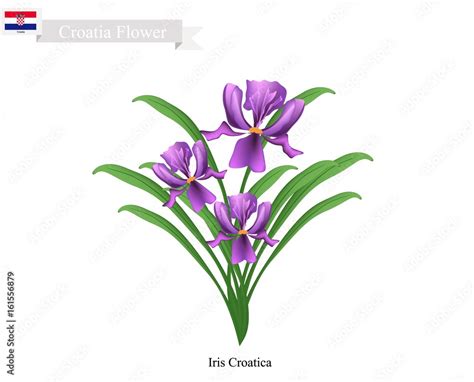 Iris Croatica Flowers The National Flower Of Croatia Stock Vector