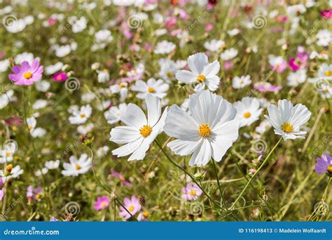 A Field Of Wild Cosmos Flowers Stock Image Image Of Background