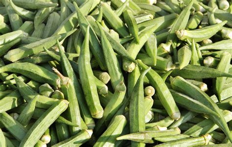 Okra The Complete Guide To Growing Okra From Seed To Seed Sow True Seed