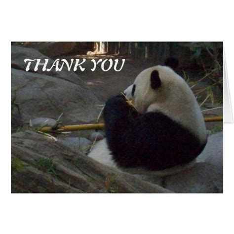 Panda Bear Eating Bamboo Thank You Card Zazzle