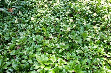 Common Pachysandra — Jw Pachysandra The Nations Largest Rare