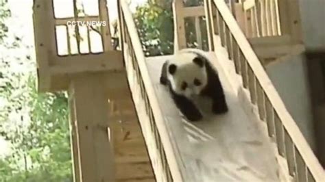 Video Pandas Slip And Slide Abc News