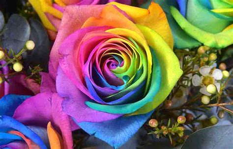 Paling Bagus 22 Rangkaian Bunga Mawar Warna Warni Gambar Bunga Hd