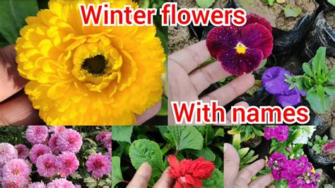 Winter Season Winter Flowers With Names Winter Flower Plants In India