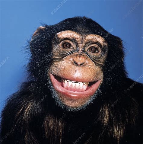 Grinning Chimpanzee Stock Image Z9120081 Science Photo Library