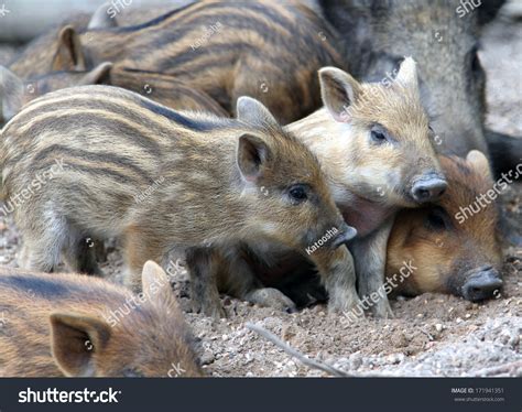 Close Up Wild Piglets Resting On The Ground Stock Photo 171941351