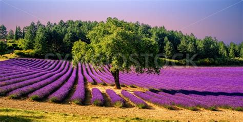 Lavender Field With A Tree In Provence France On Sunset Globephotos