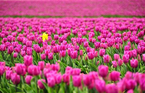 Arti Bunga Tulip Berdasarkan Warnanya Gambar Gambar Bunga