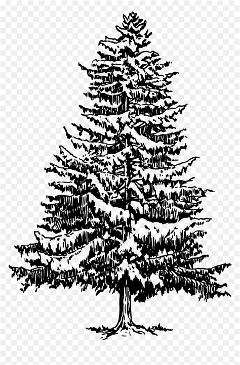 Pine Drawing Tree Evergreen Clip Art Pine Tree Line Art Hd Png