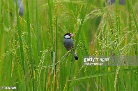 Rice Sparrow Photos And Premium High Res Pictures Getty Images