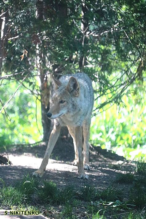 Akron Zoo Coyote Spring May 2017