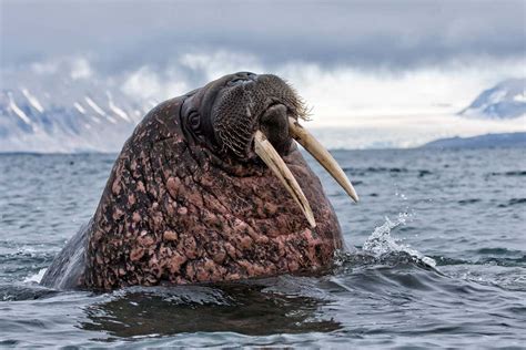 Vikings Probably Hunted Icelands Walruses To Extinction For Ivory